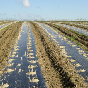 Paillage standard