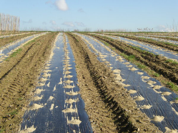 Paillage salade perforé