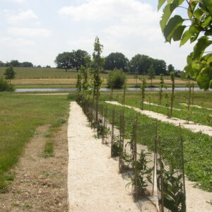 Dalle fendues Jute