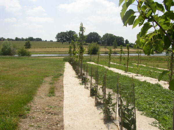 Feutre de paillage Jute